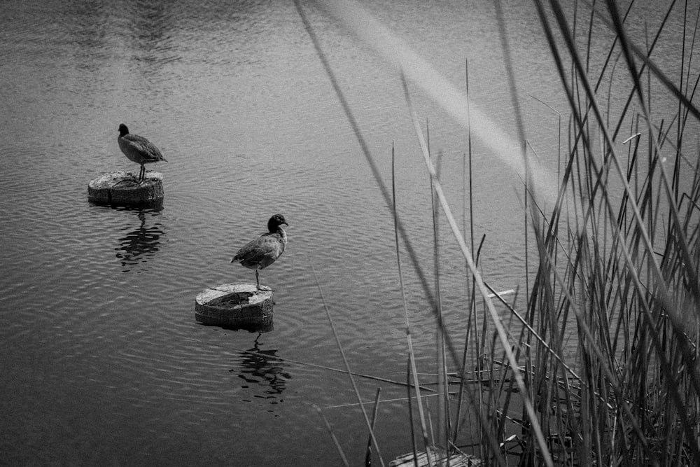 two ducks are sitting on a rock in the water