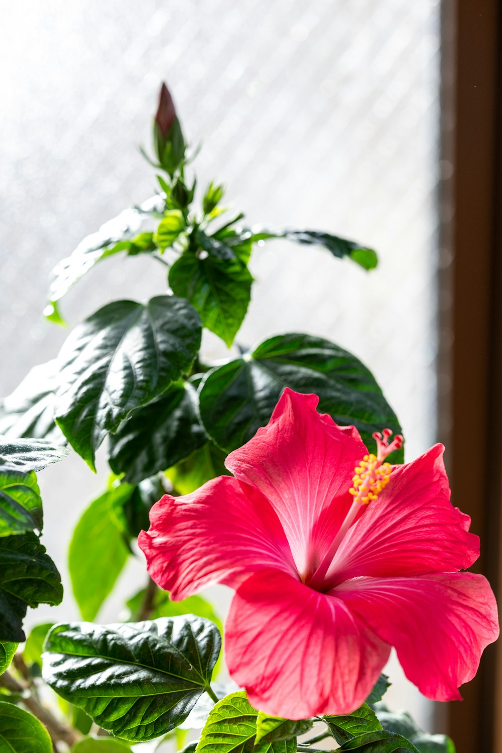 a pink flower sitting on top of a green plant