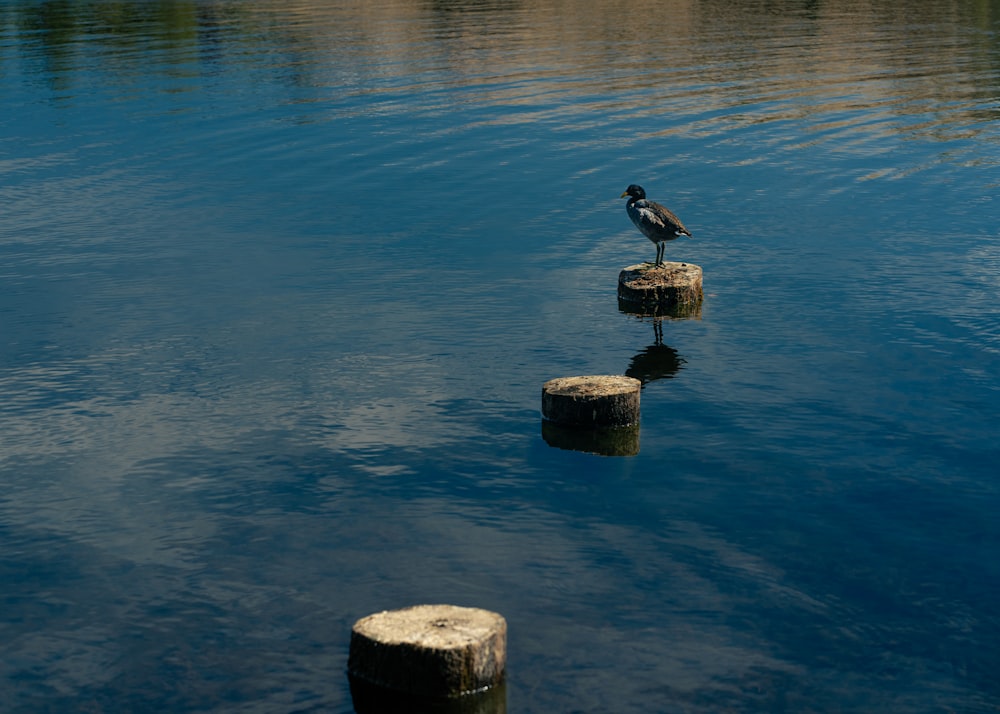 a bird is standing on some logs in the water