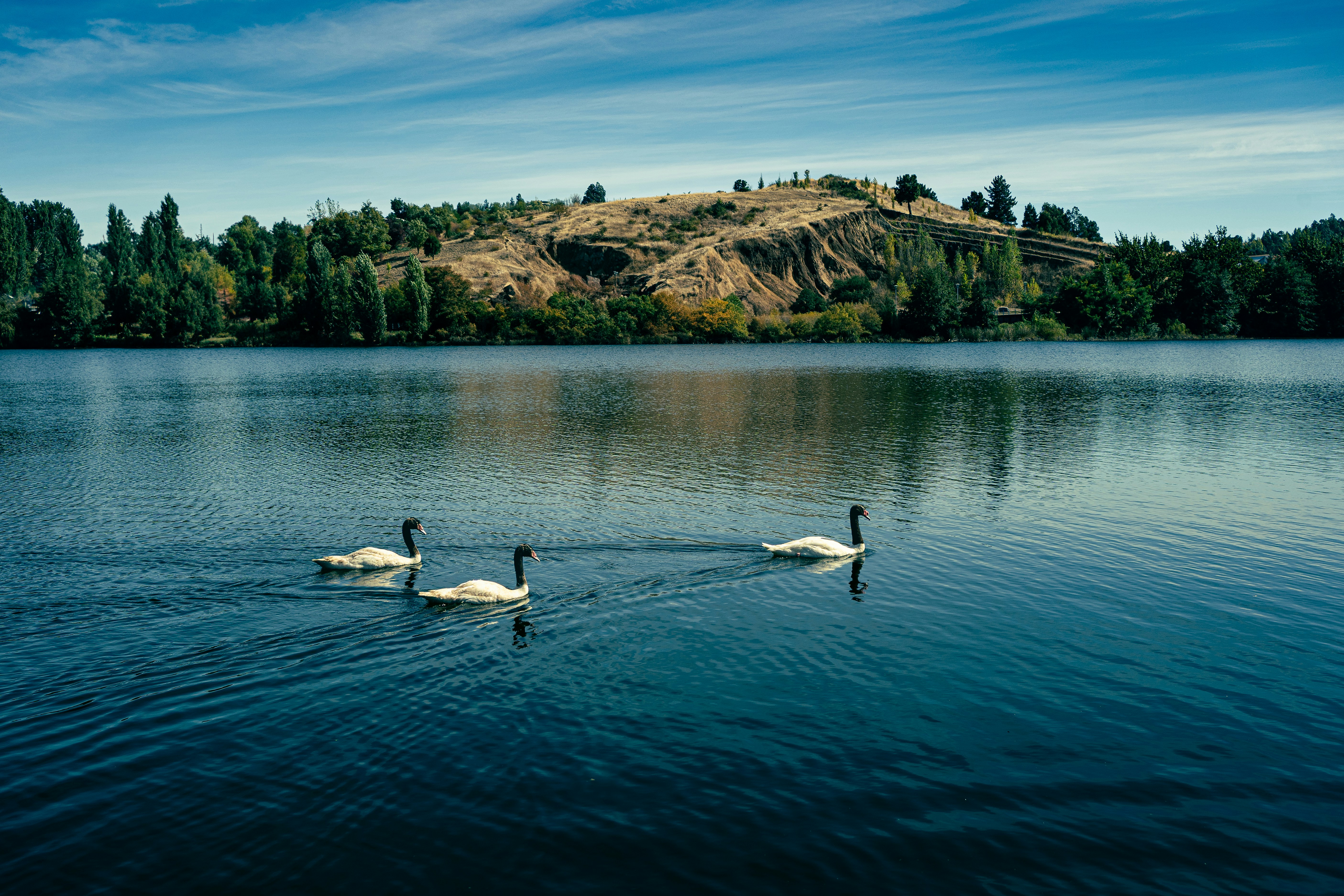 two swans swimming in a lake with a mountain in the background