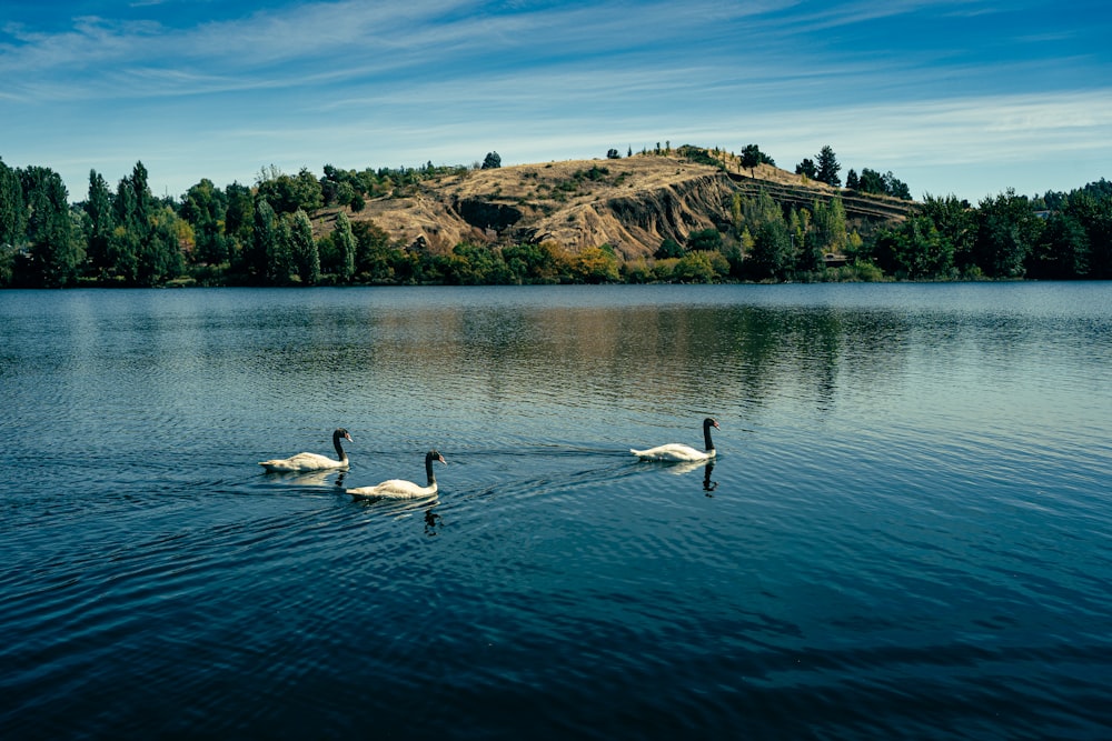 two swans swimming in a lake with a mountain in the background