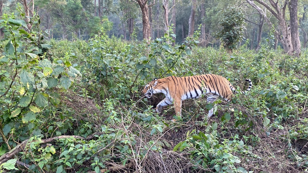 a tiger walking through a lush green forest