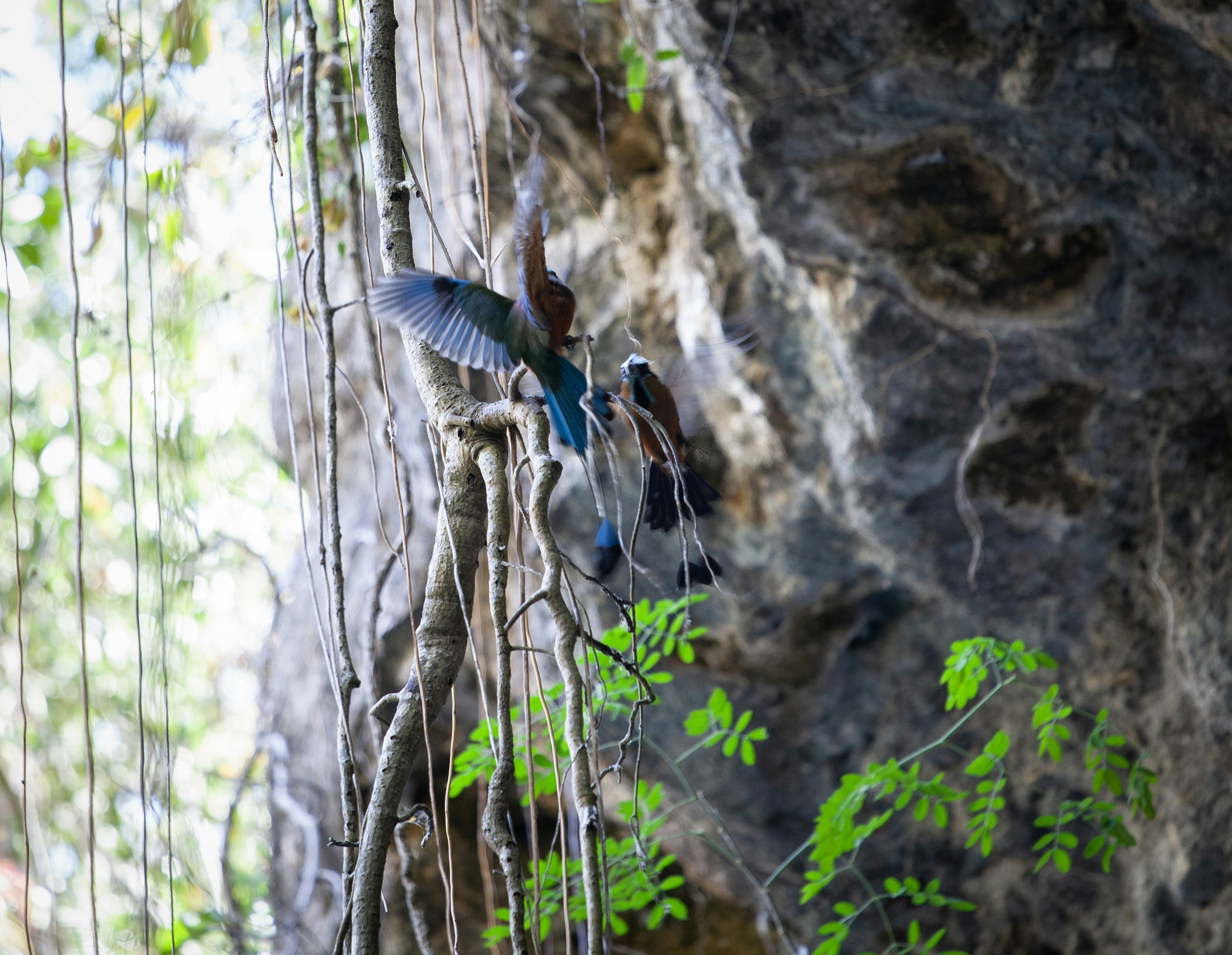 a group of birds sitting on top of a tree, 
