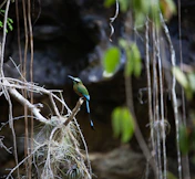 a small bird perched on a branch in a forest
