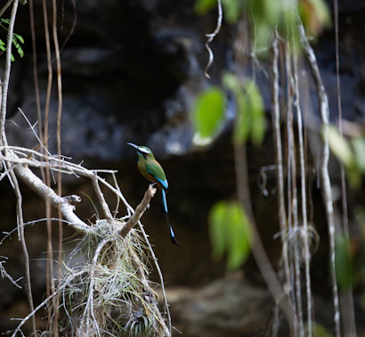 a small bird perched on a branch in a forest