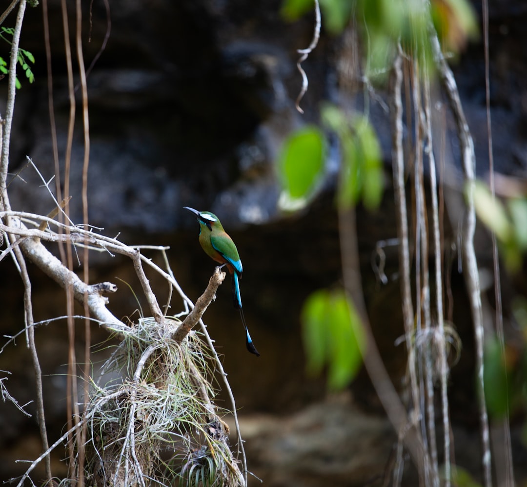 Vibrant travel photography, warm tones, scenic landscapes: A breathtaking aerial view of a vibrant blue cenote in the Yucatan jungle, surrounded by lush green trees, with sunlight streaming into the water.