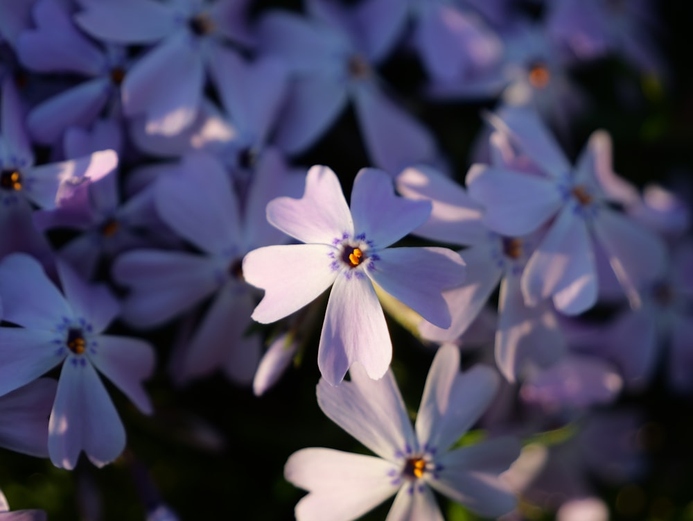 a bunch of purple flowers that are blooming