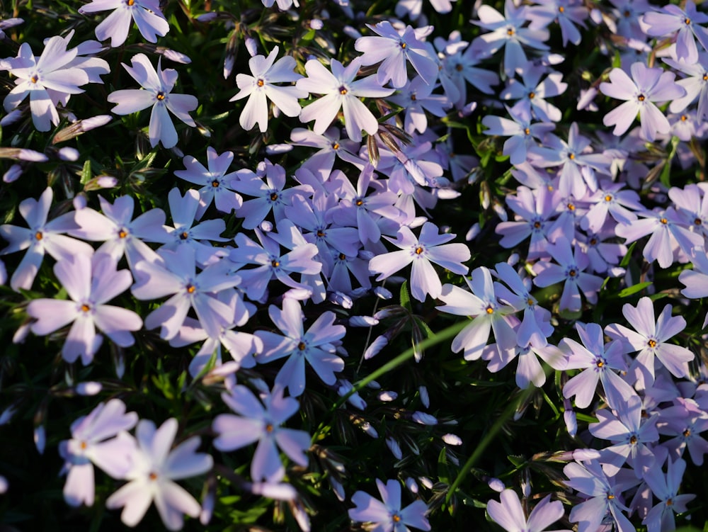 a bunch of purple flowers that are in the grass