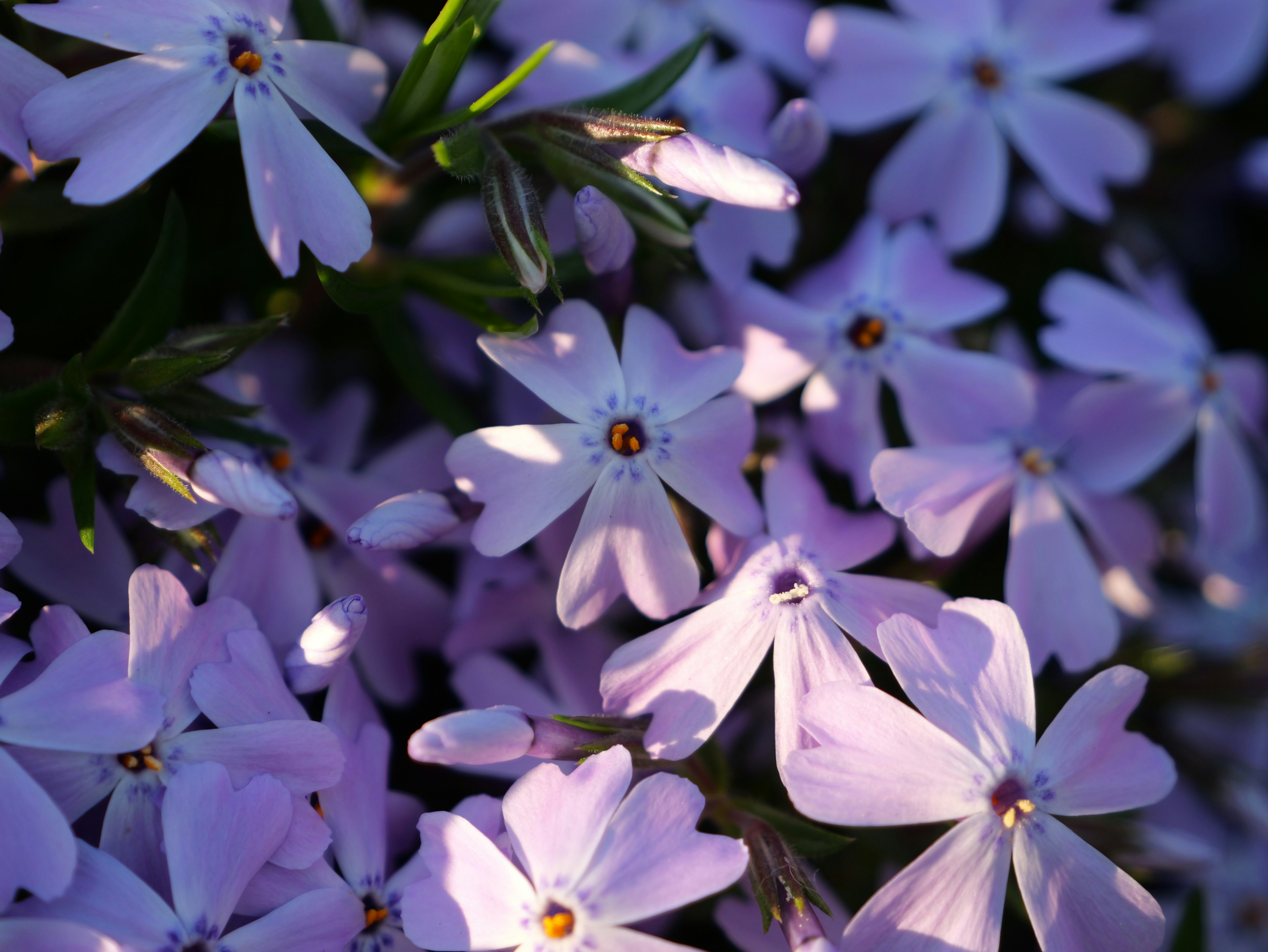 a bunch of purple flowers that are blooming