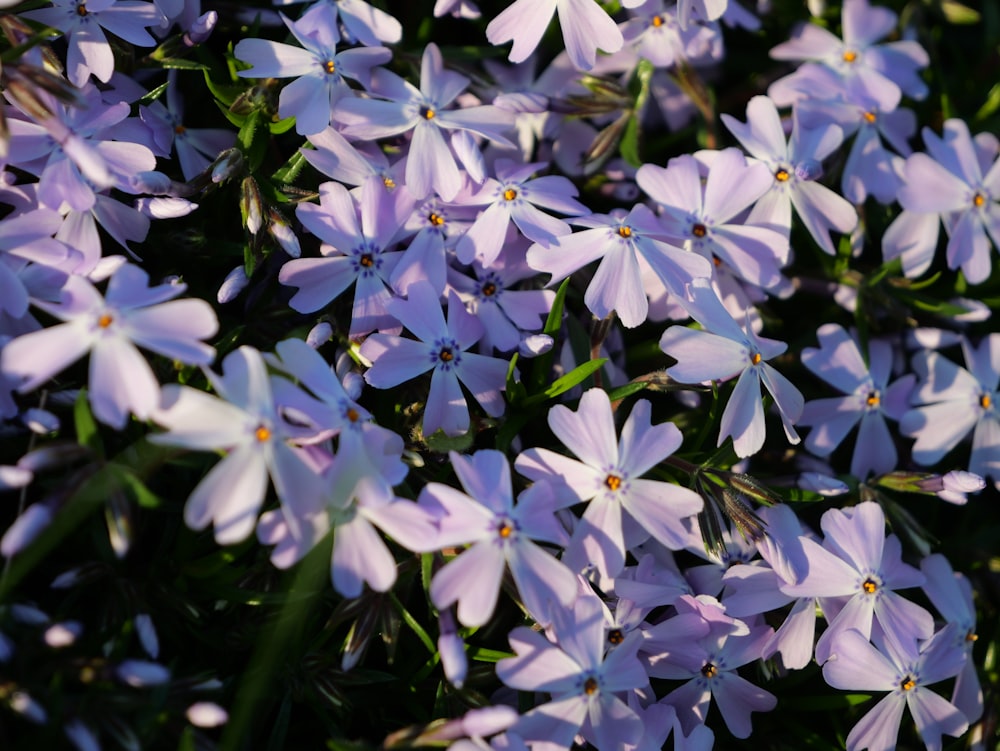 a bunch of purple flowers that are blooming