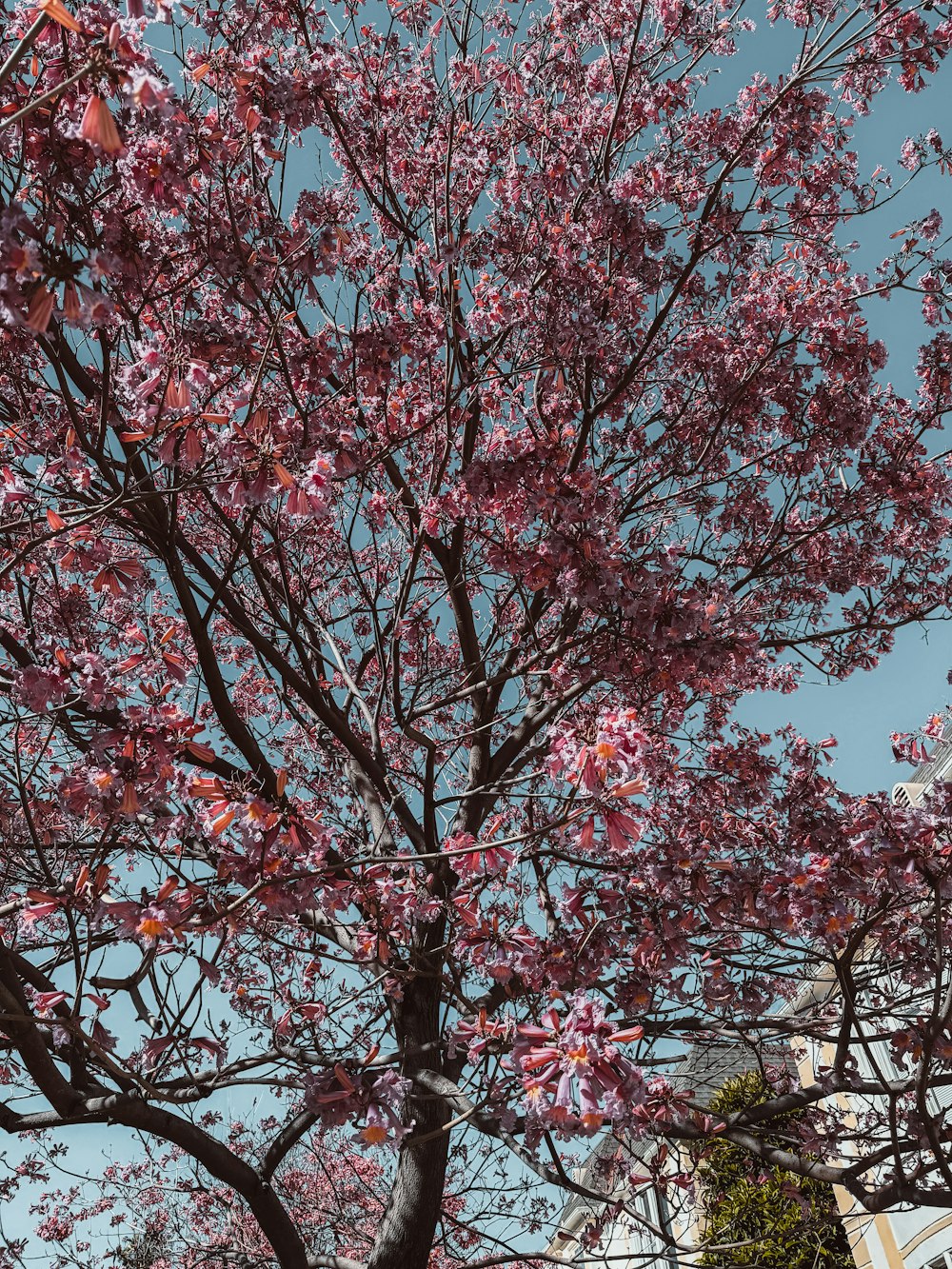 a tree with pink flowers in front of a blue sky