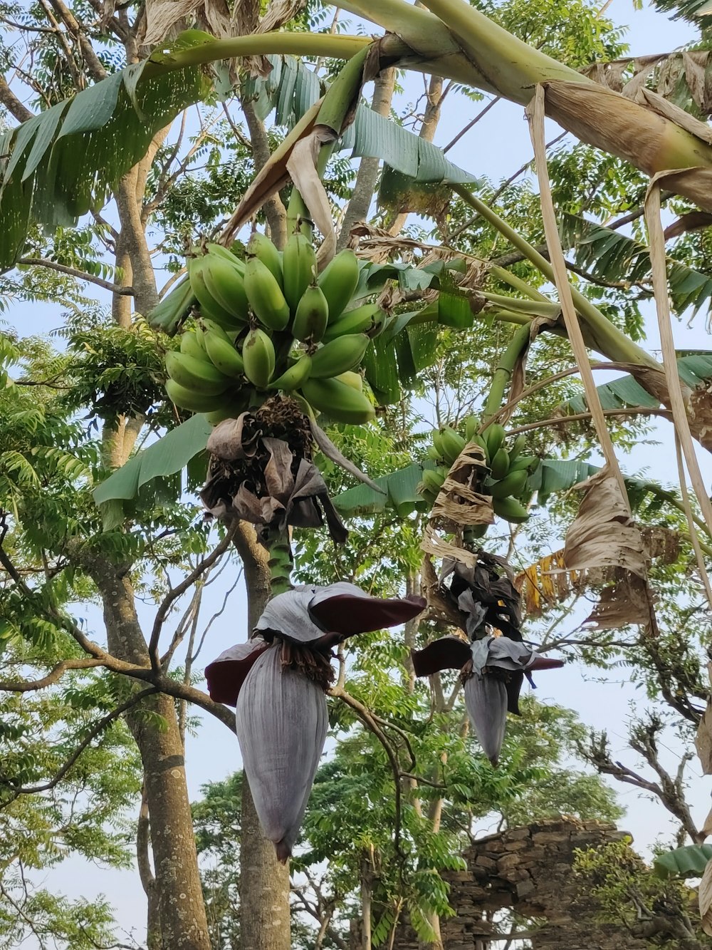 a bunch of bananas hanging from a tree