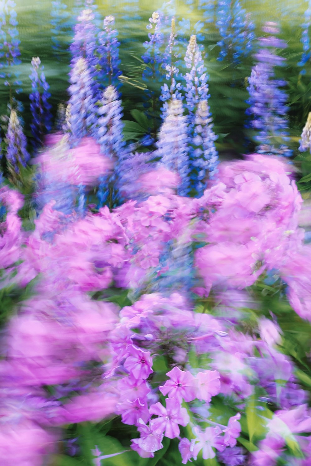 a bunch of flowers that are in the grass