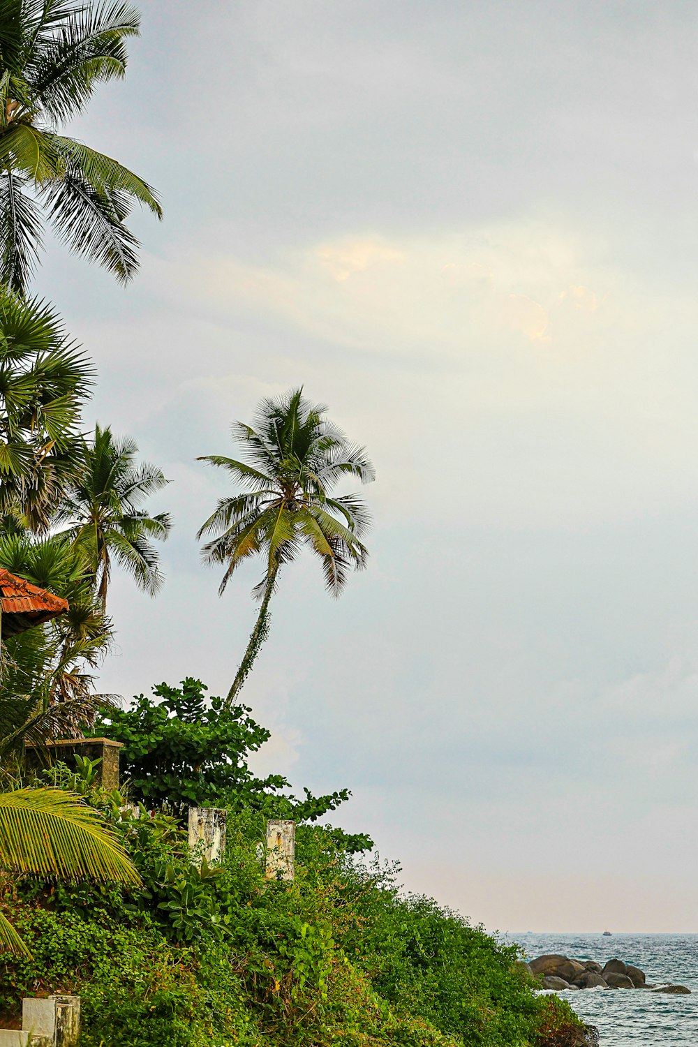 a beach with palm trees and a boat in the water