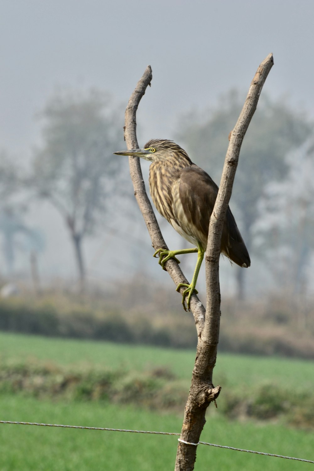a bird perched on a tree branch in a field