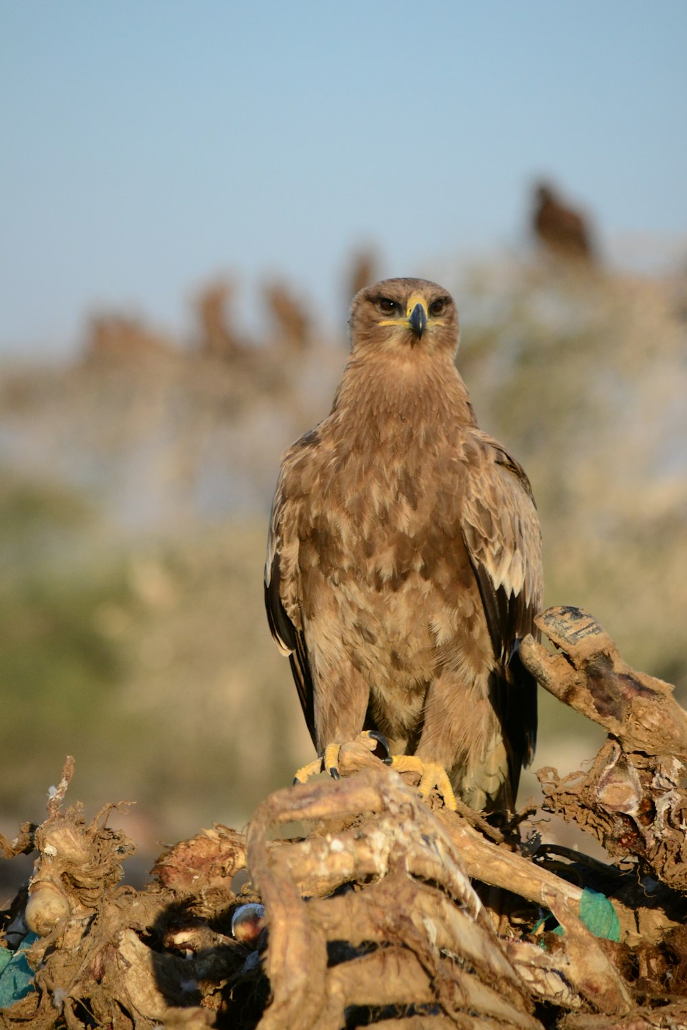 a brown bird sitting on top of a tree branch