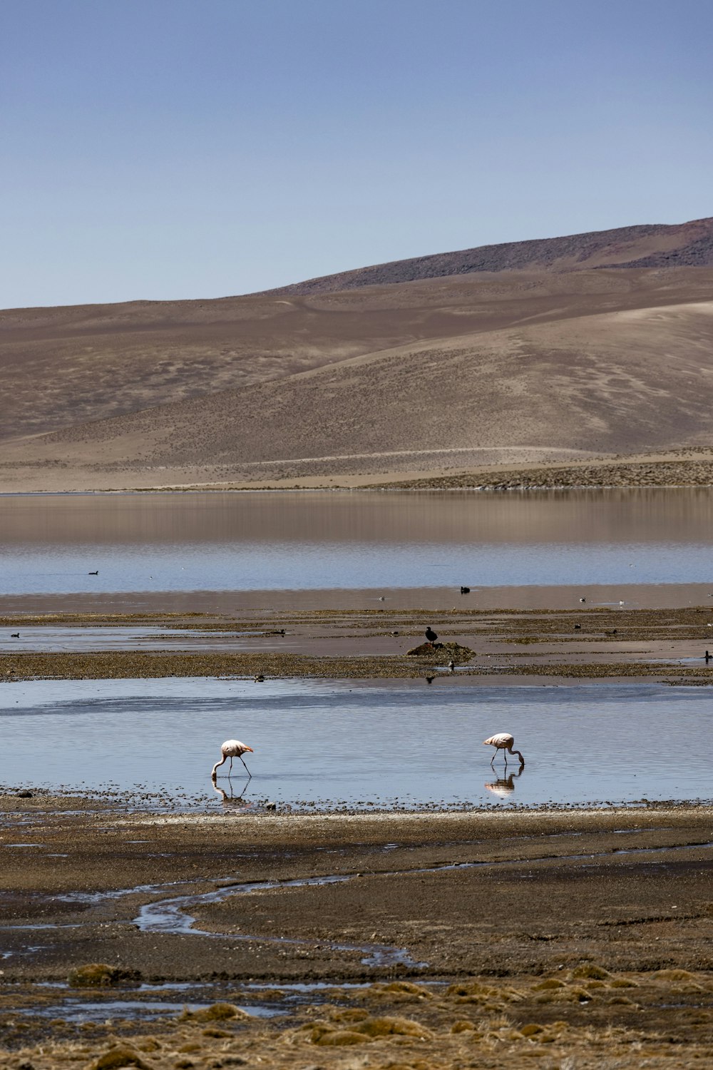 a group of flamingos standing in a shallow body of water
