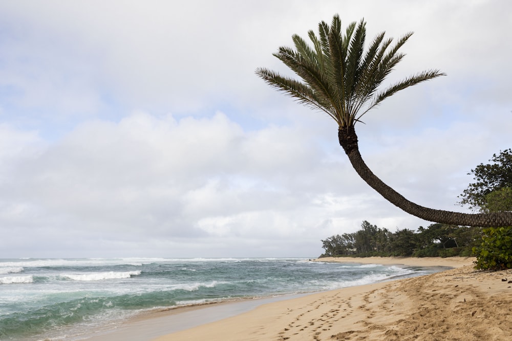 a palm tree leaning over on the beach