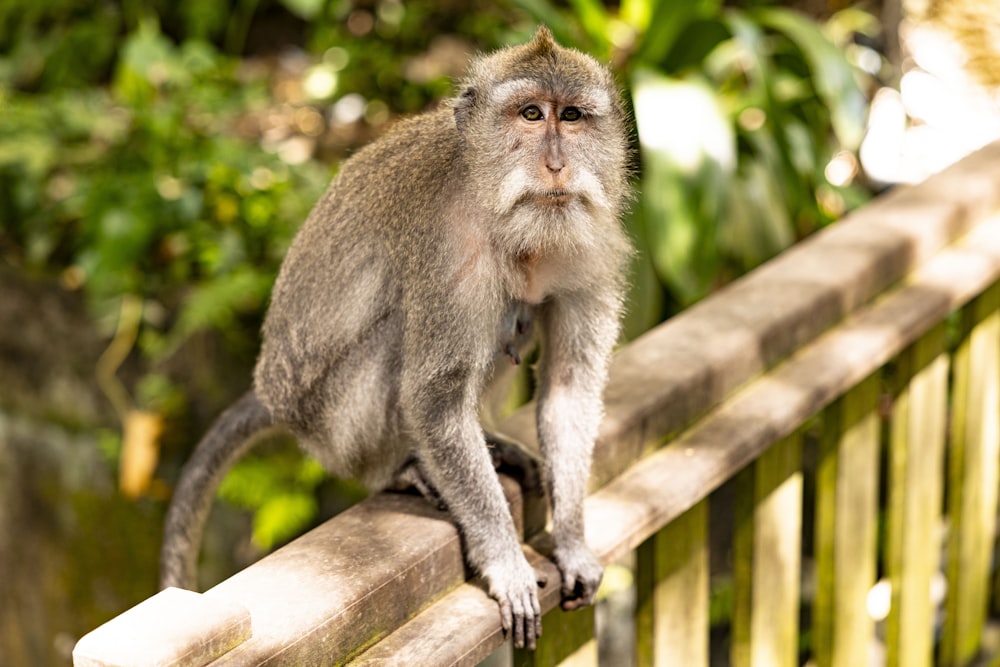 a monkey sitting on top of a wooden fence