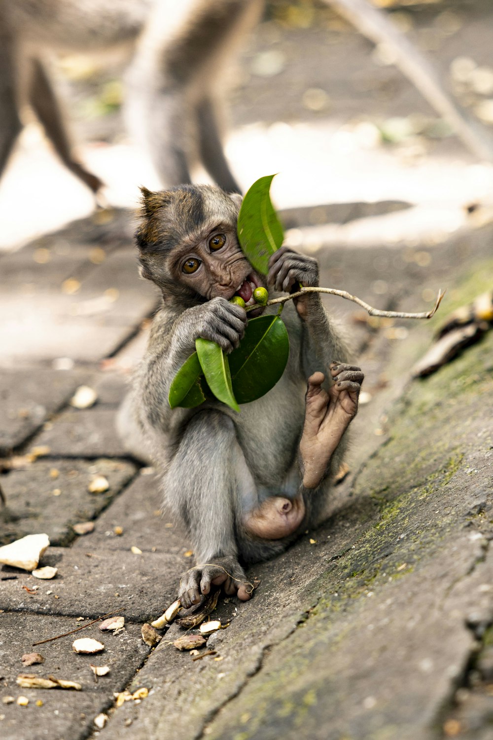 a monkey sitting on the ground eating a leaf