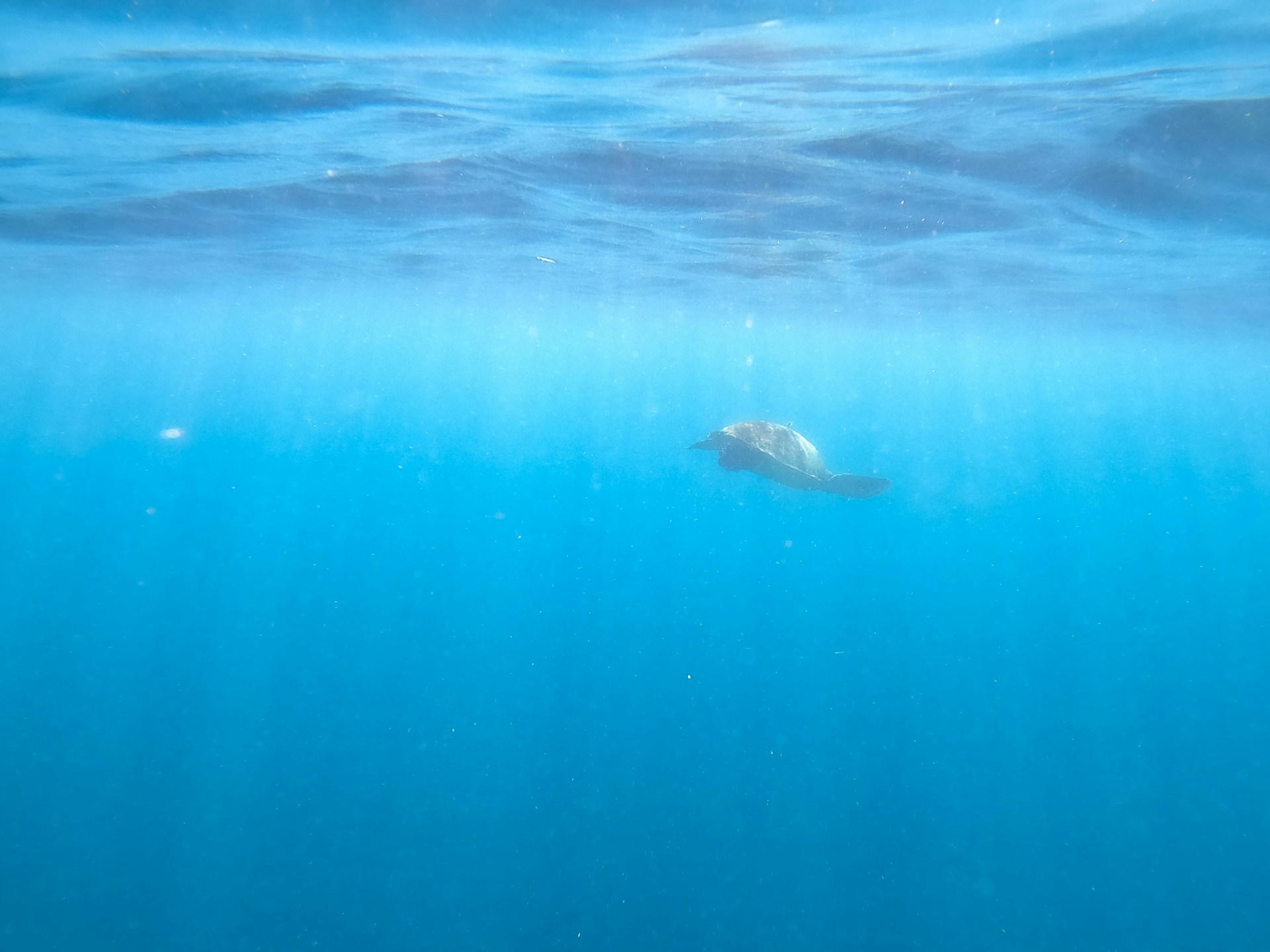 a turtle swims in the water near the surface