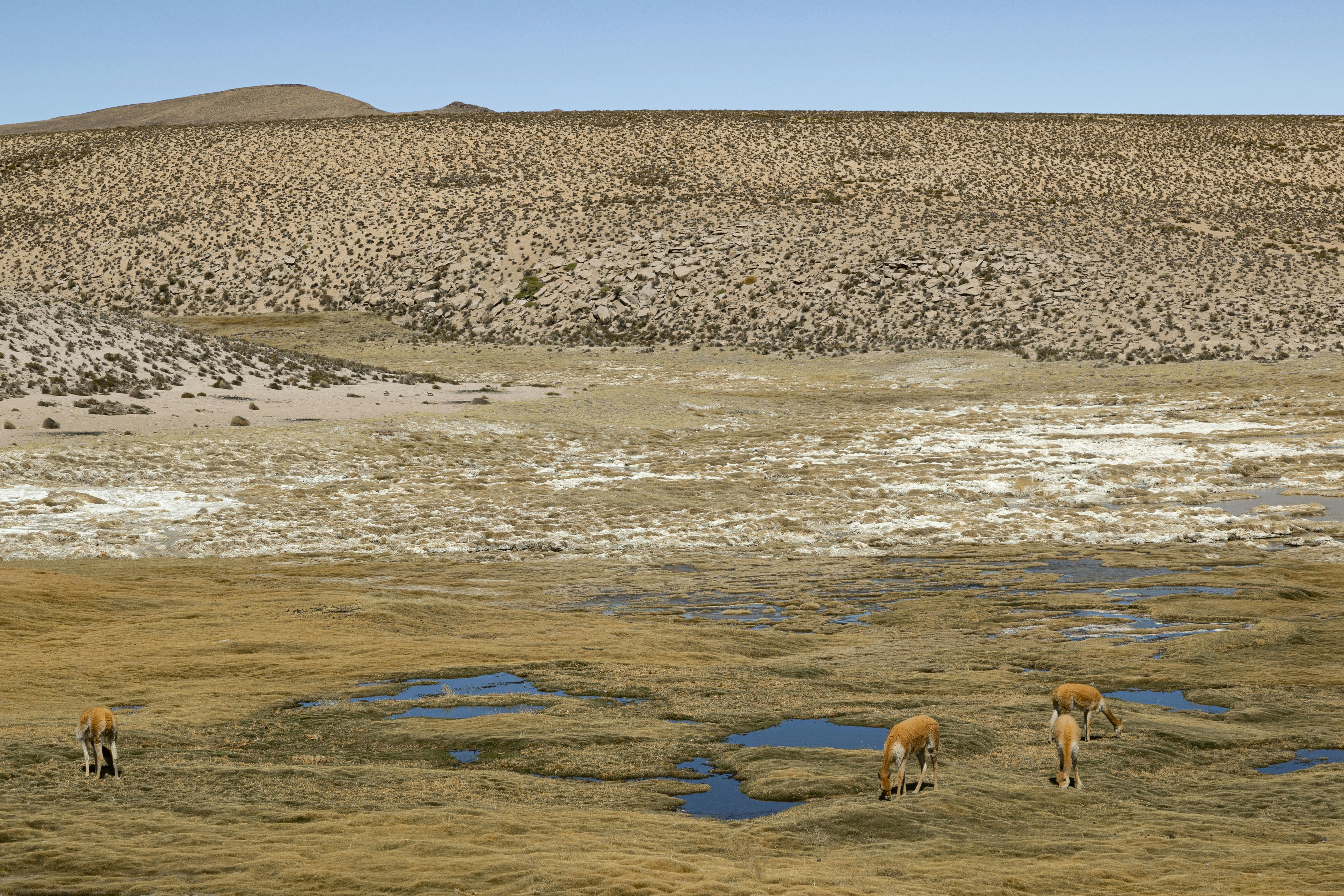 a herd of animals grazing on a dry grass field