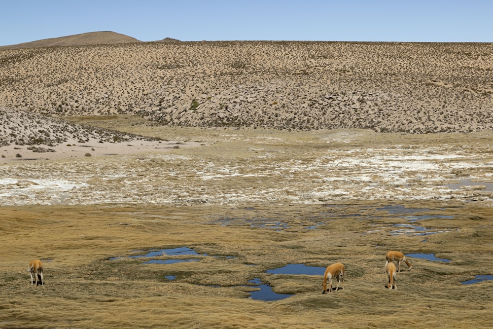 a herd of animals grazing on a dry grass field