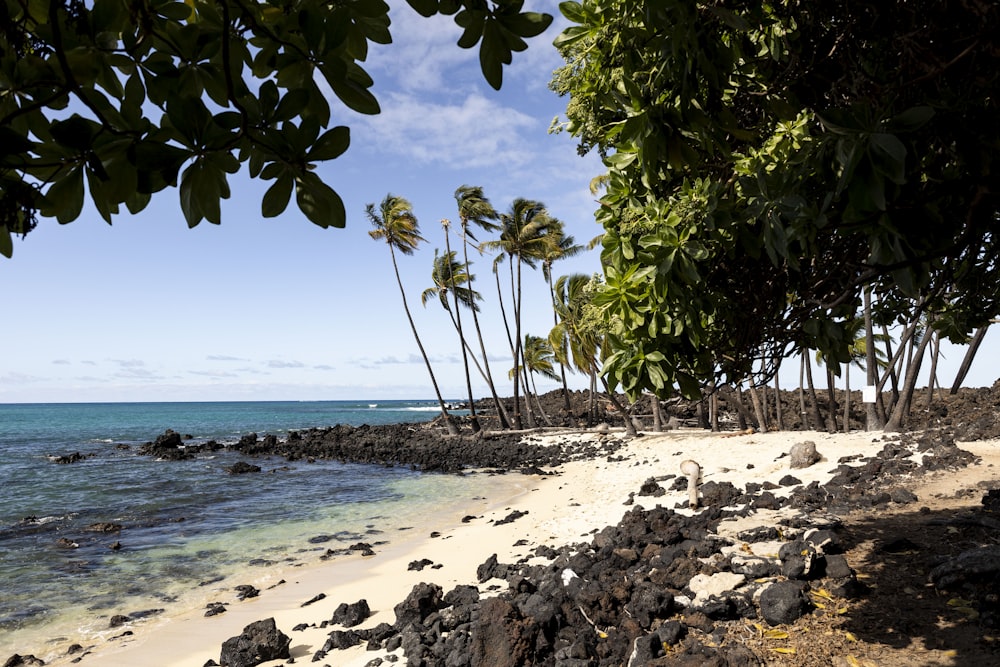 a sandy beach surrounded by palm trees and water