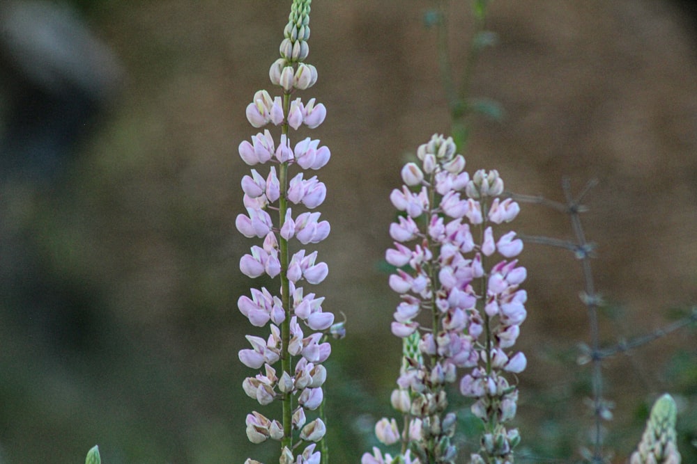 gros plan d’un bouquet de fleurs l’une à côté de l’autre