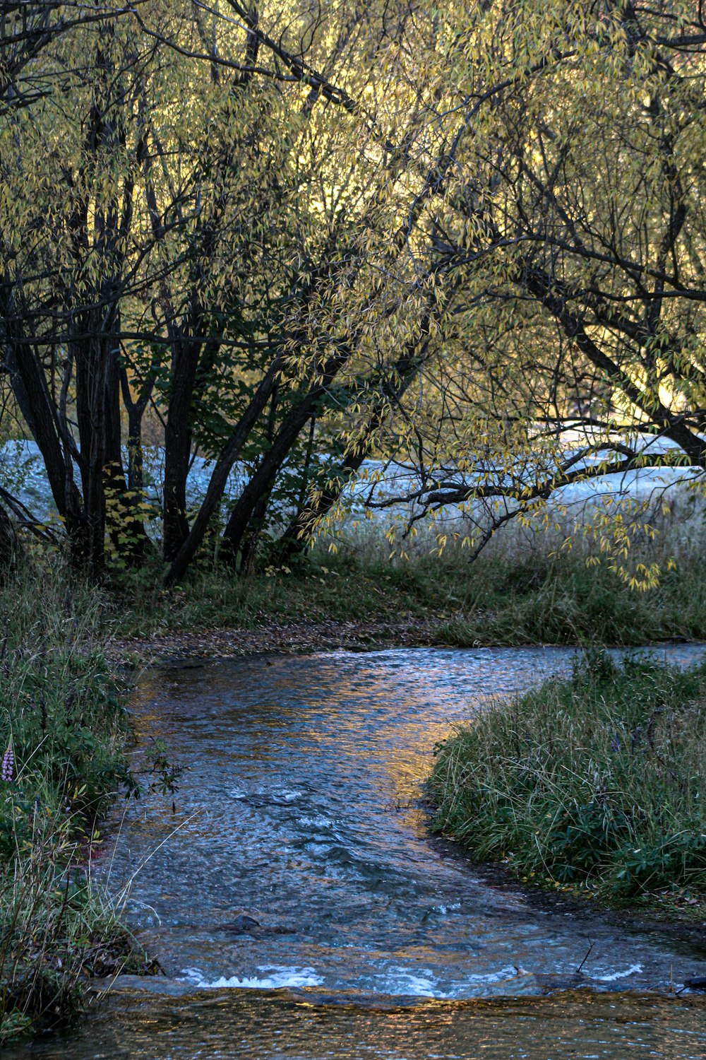 un ruisseau qui coule à travers une forêt remplie d’arbres
