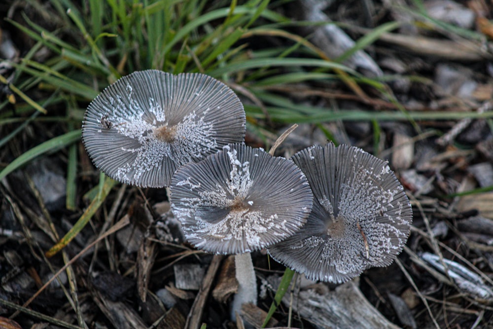 a couple of mushrooms that are on the ground