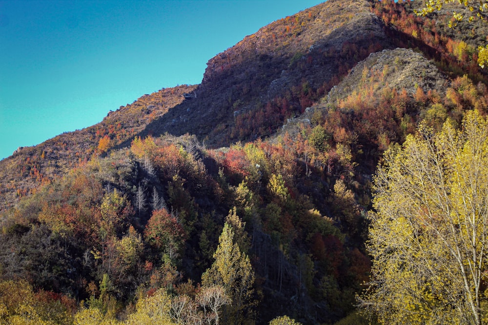 a view of a mountain side with trees in the foreground