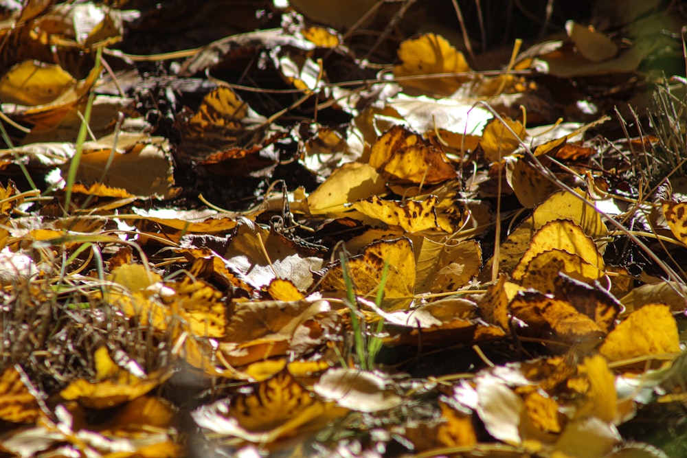 a bunch of yellow butterflies that are on the ground