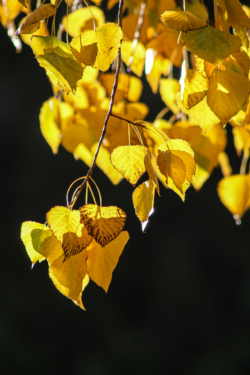 a tree with yellow leaves hanging from it's branches