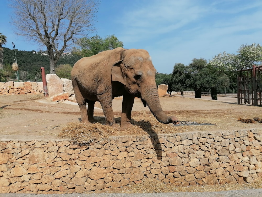 a large elephant standing on top of a dry grass field