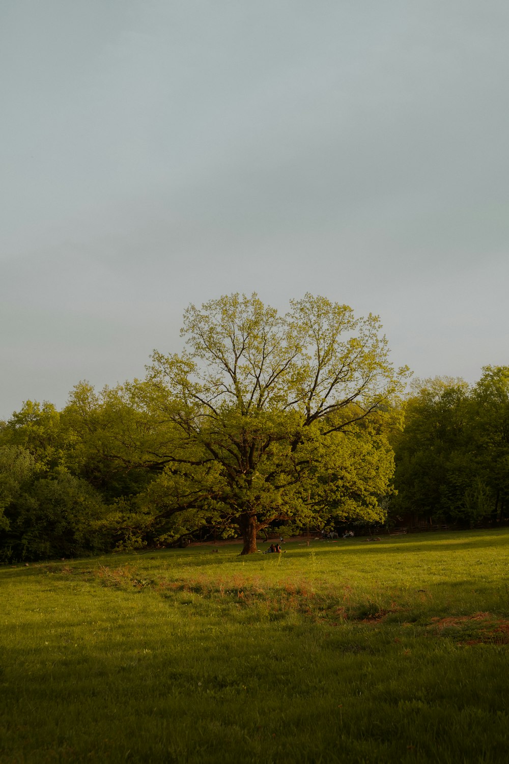 a lone tree in a grassy field with trees in the background