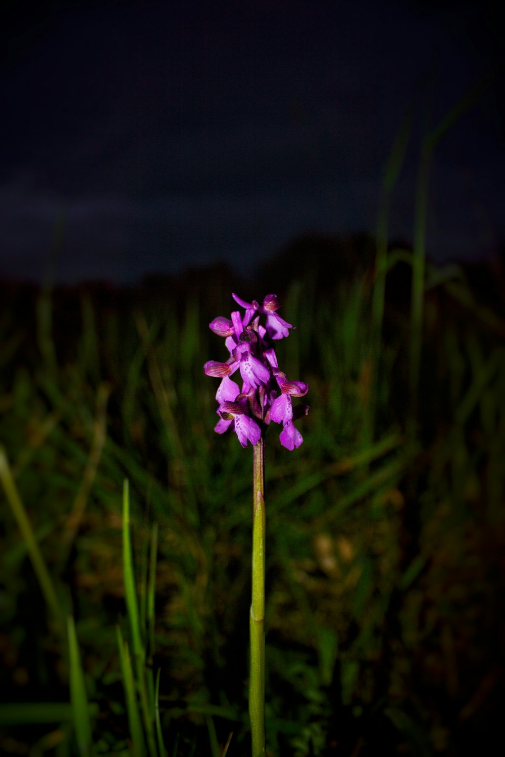 a purple flower in a grassy field at night