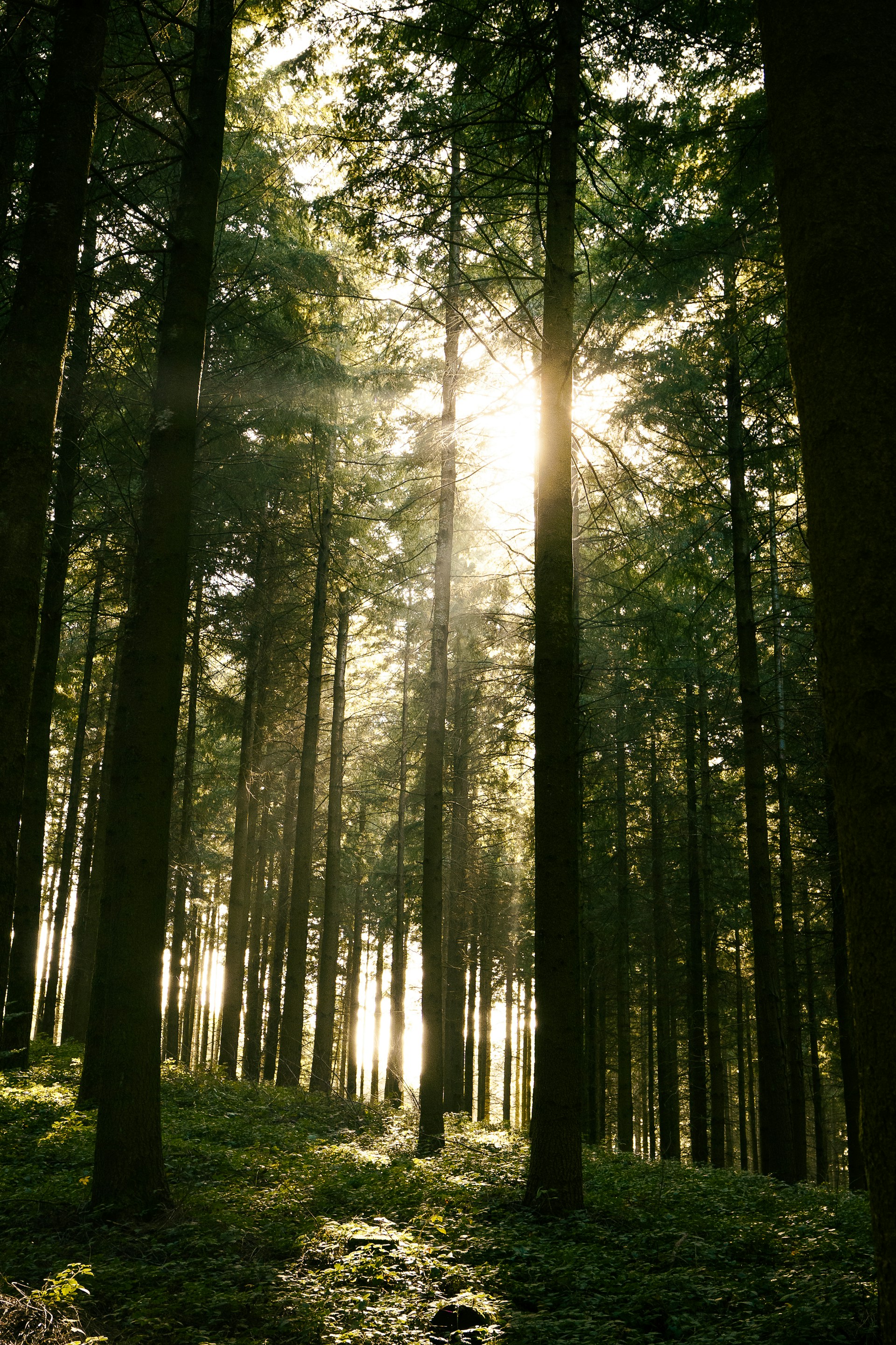 the sun is shining through the trees in the forest