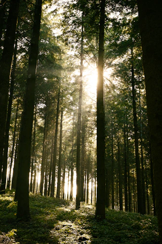 the sun is shining through the trees in the forest