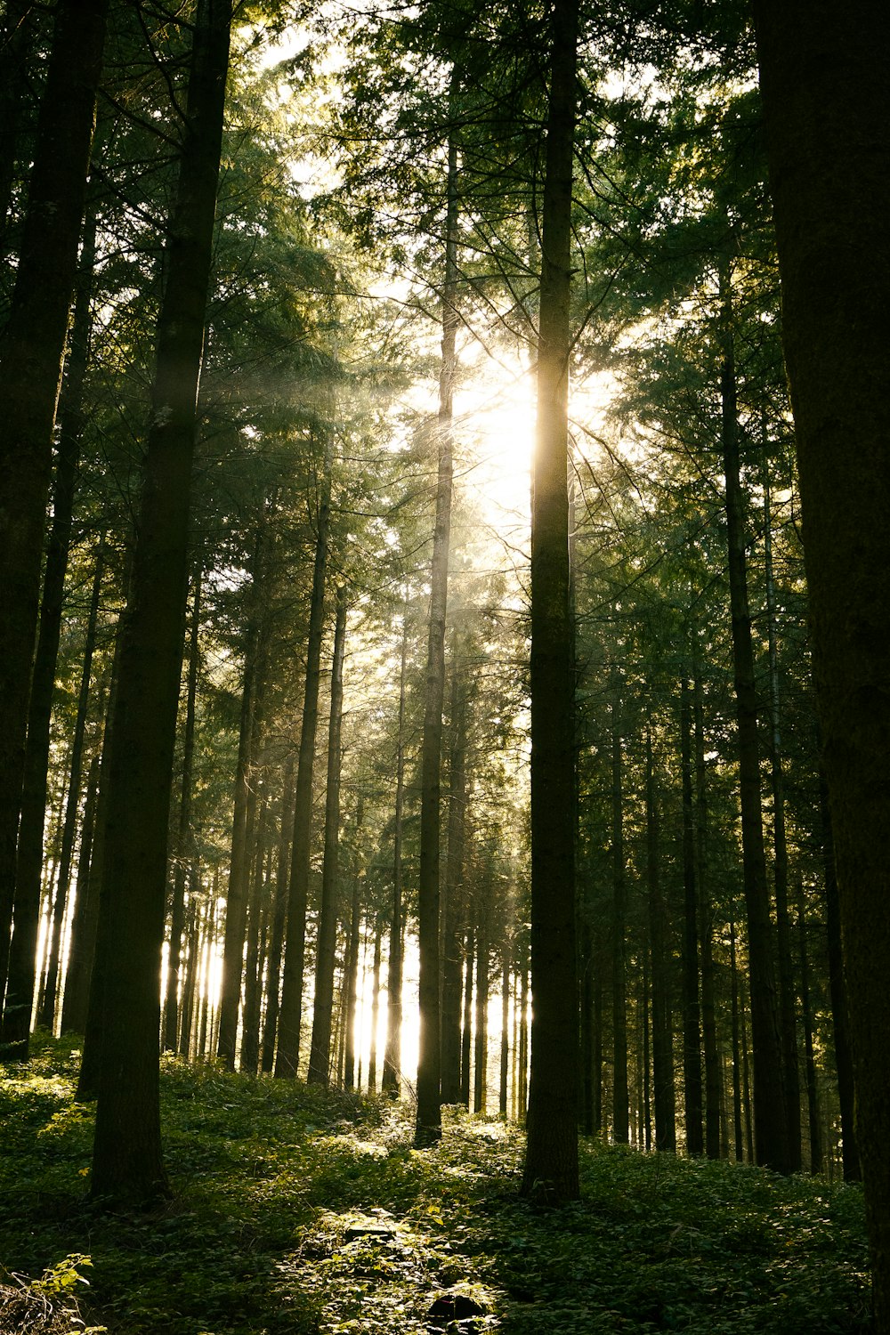 El sol brilla a través de los árboles del bosque