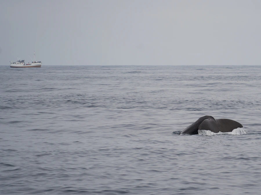 Shark Cage Diving Day Trip from Gansbaai