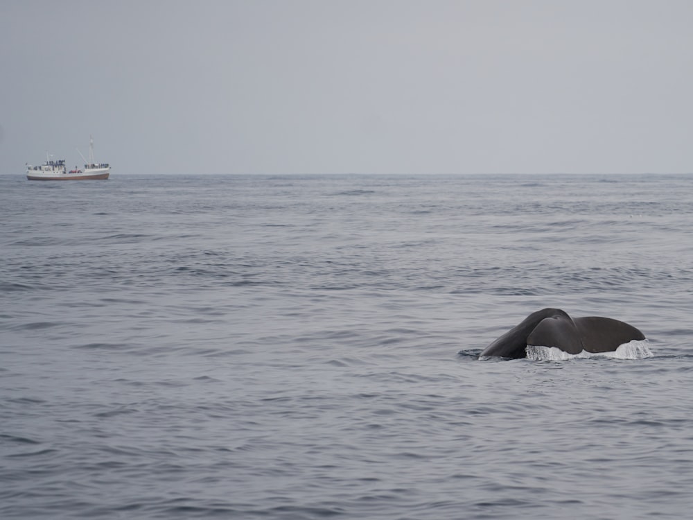 a whale in the ocean with a boat in the background