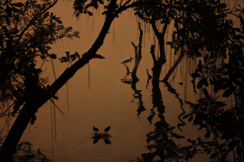 a bird is sitting on a branch in the water