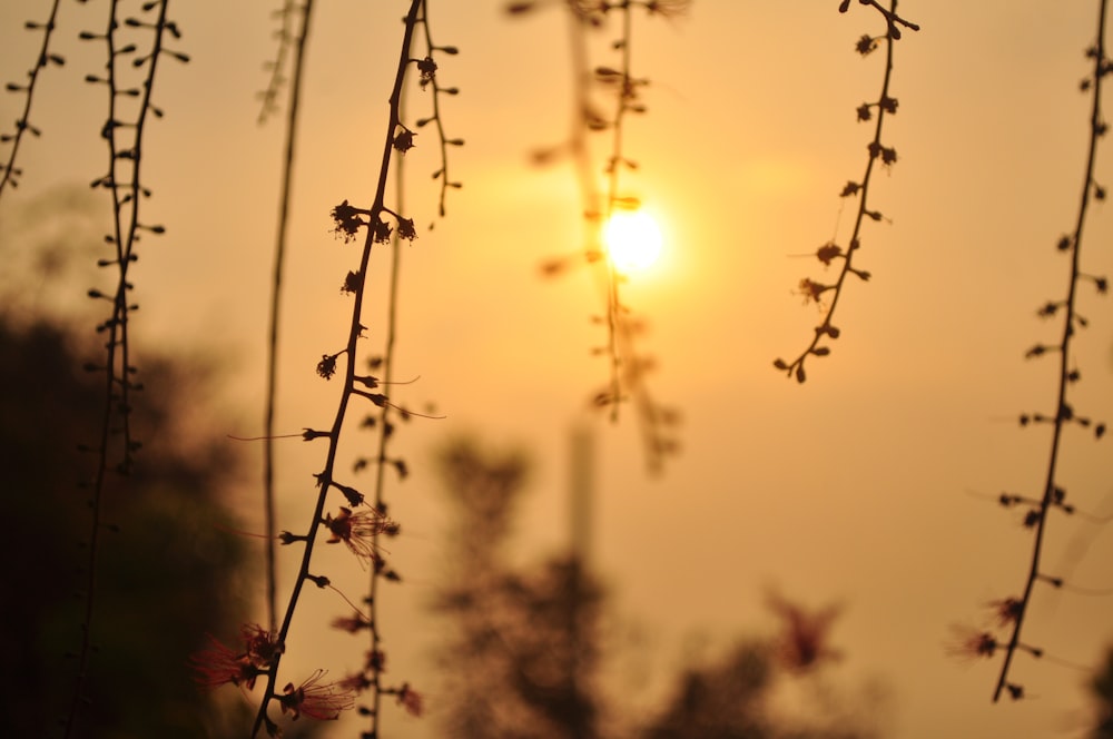 the sun is setting behind the branches of a plant