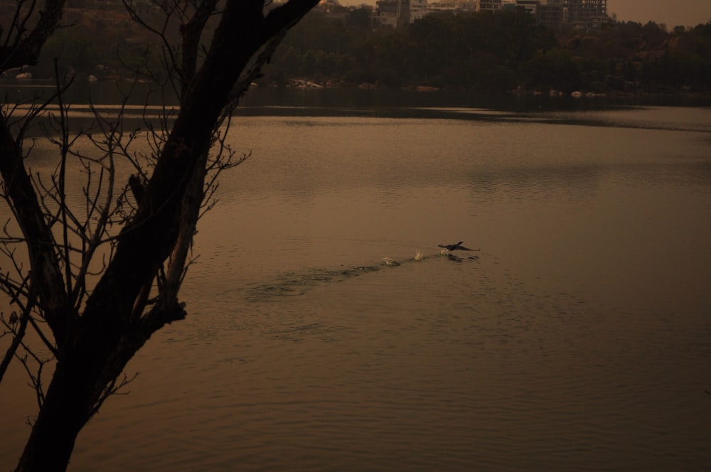 a person on a surfboard in a body of water