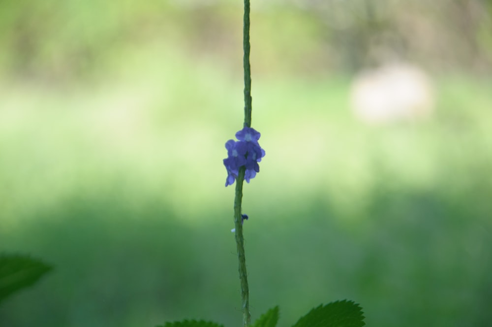 a small blue flower on a green stem