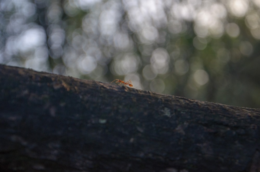 a small insect sitting on top of a tree branch