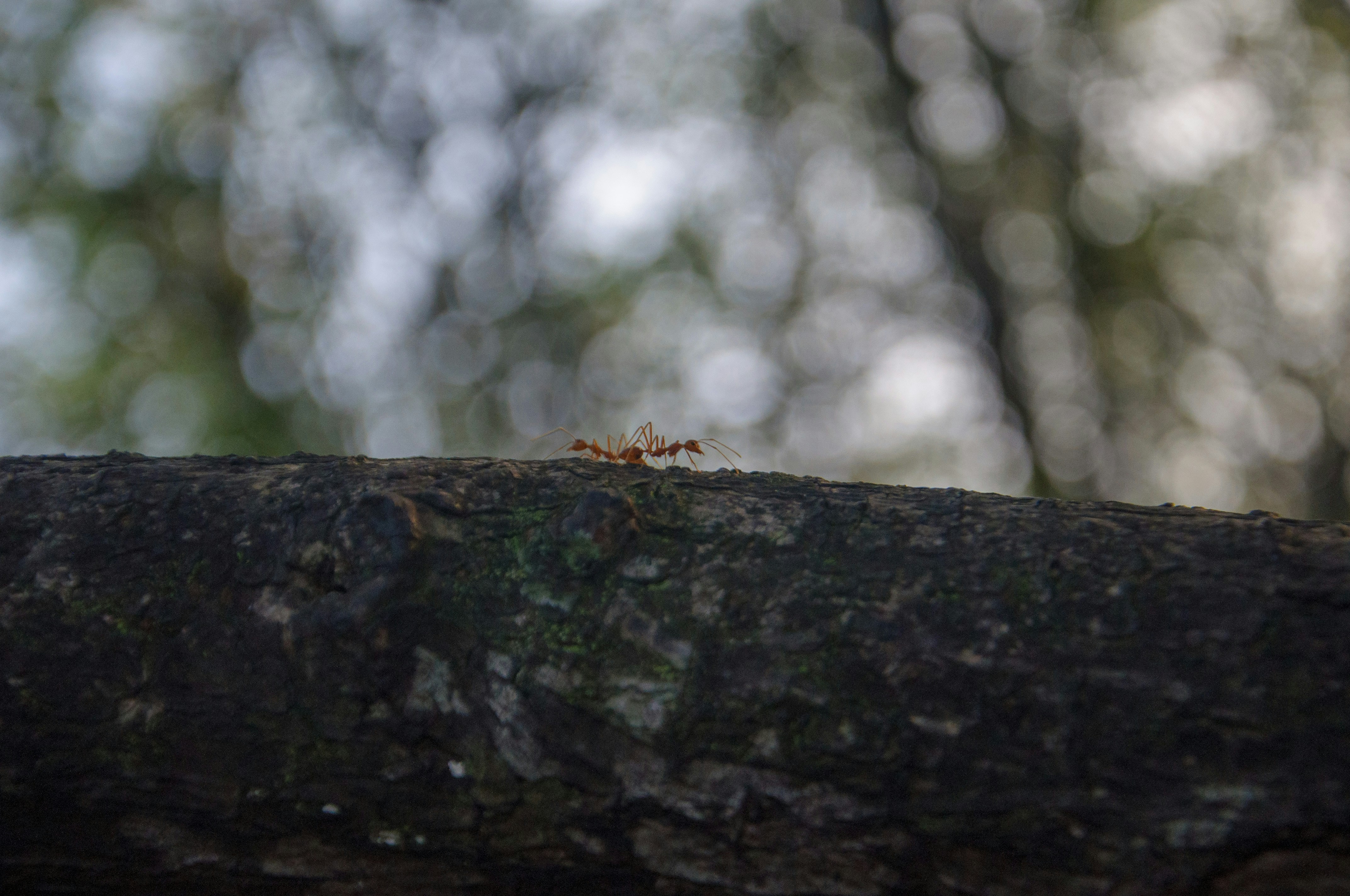 Photo by yanukadeneth99