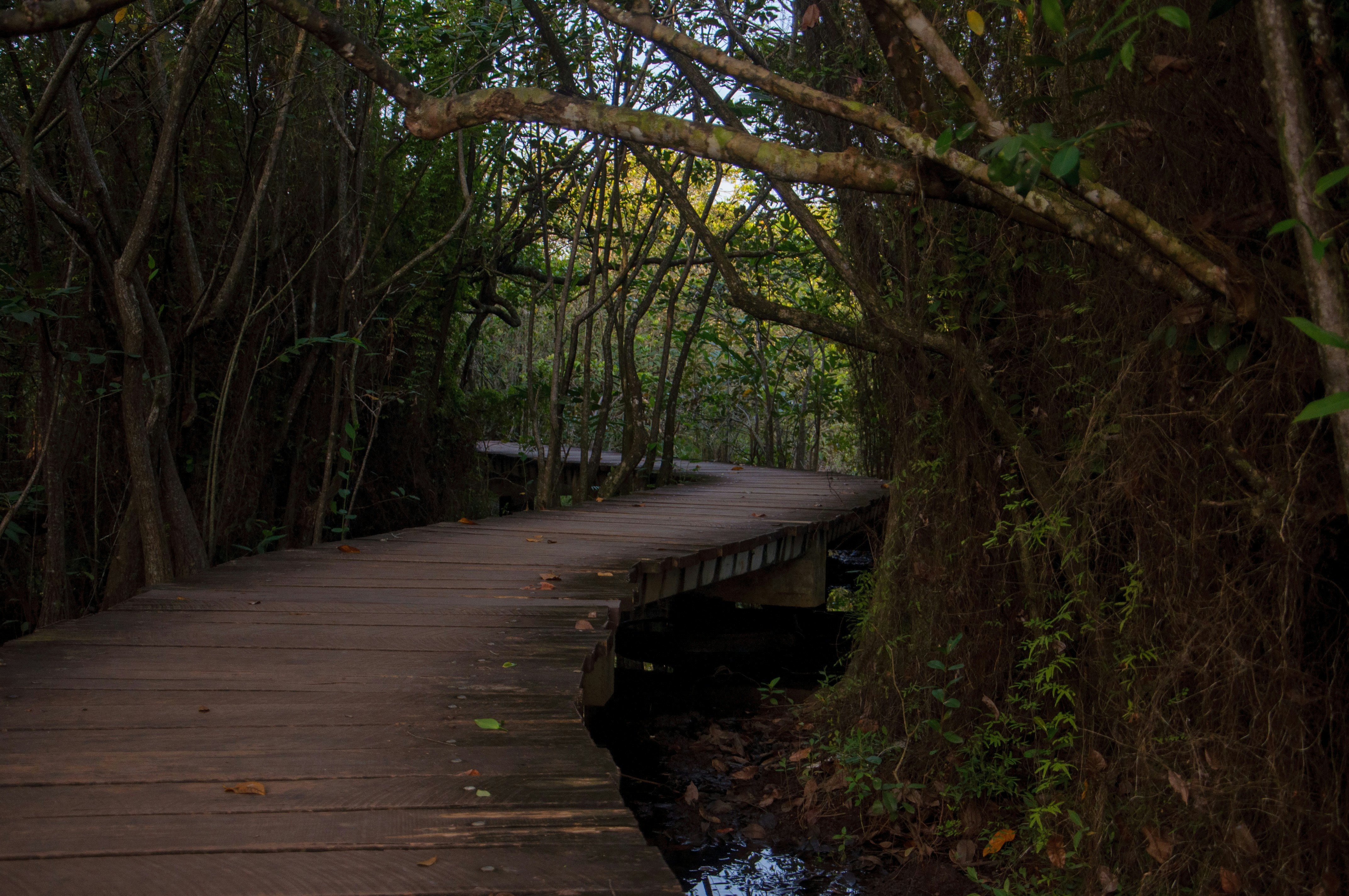 Photo by yanukadeneth99