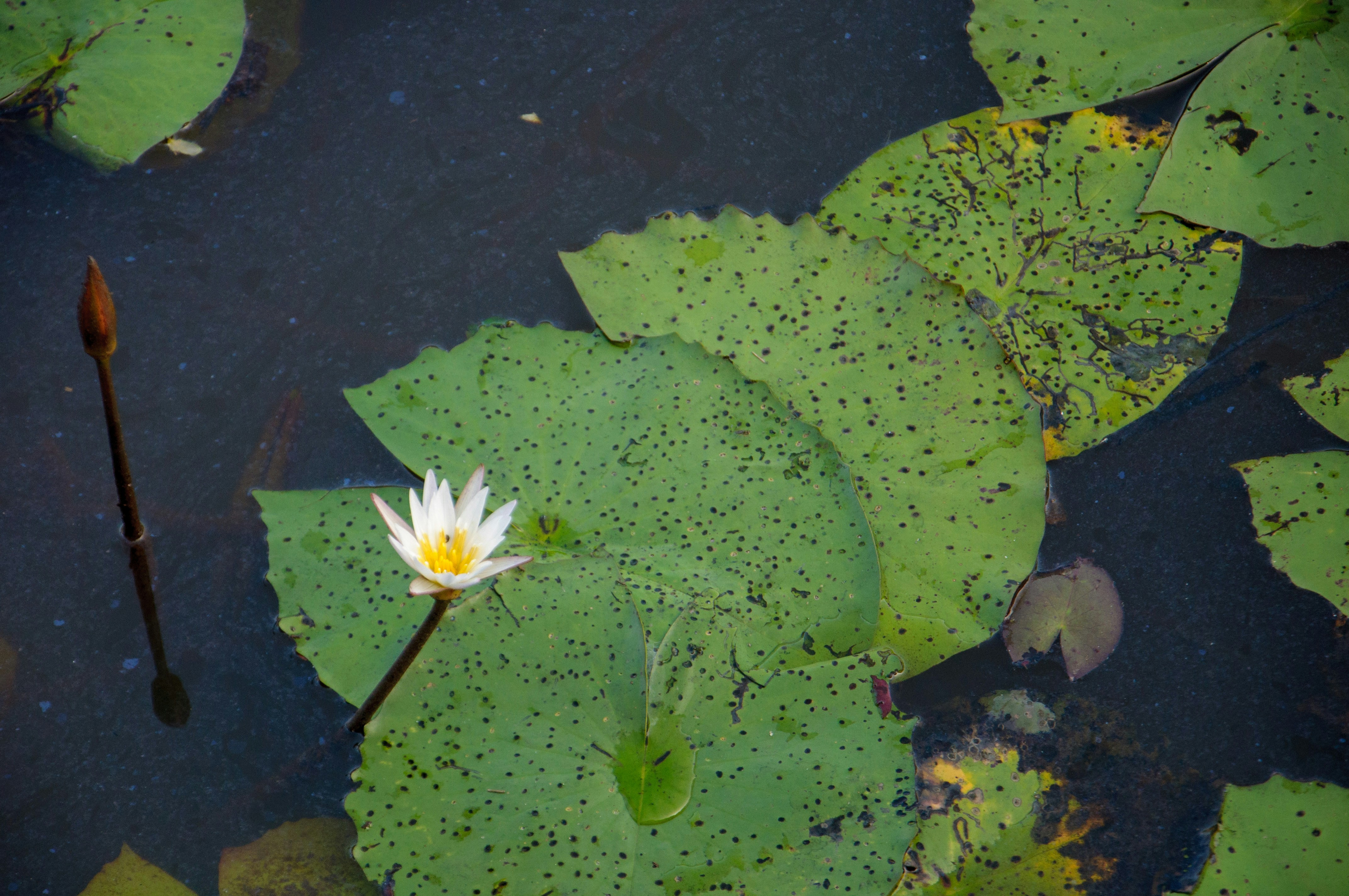 Photo by yanukadeneth99